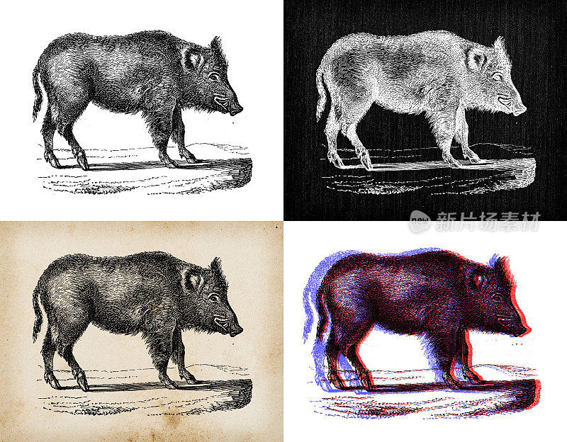 古董动物插图:野猪(Sus scrofa)